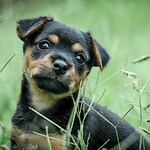 puppy, green, black tan