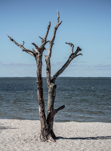 Dode Boom, Zeegezicht, Landschap, Strand
