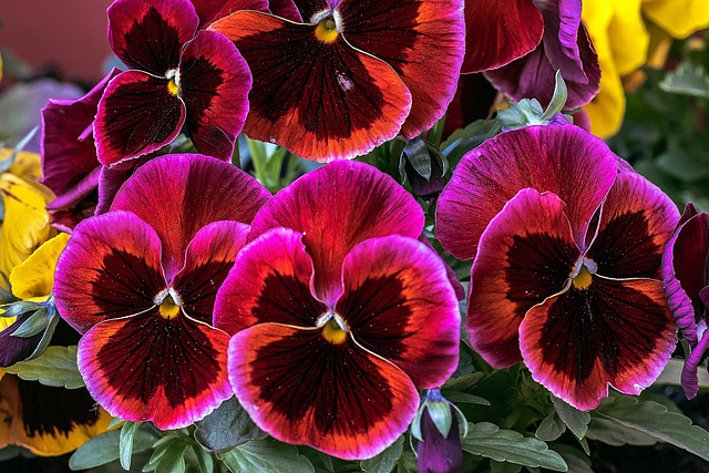 Free Flower Summer photo and picture
