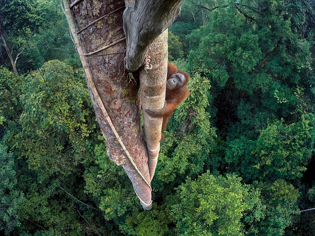orang hutan, national geographic, hd wallpaper, winner, green, nature, wallpaper