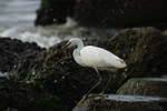 animal, sea, river