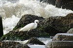 animal, sea, river