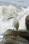 animal, sea, river