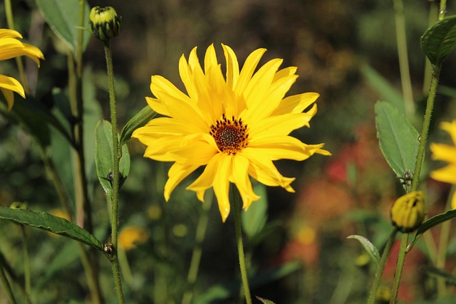 Free Flower Yellow photo and picture