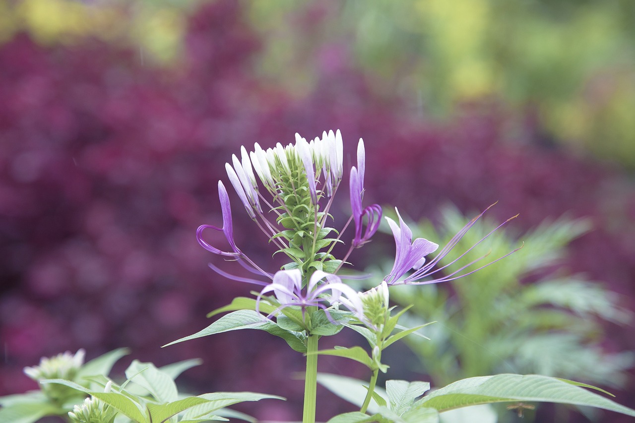Jardin Fleur De Fleurs - Photo gratuite sur Pixabay - Pixabay