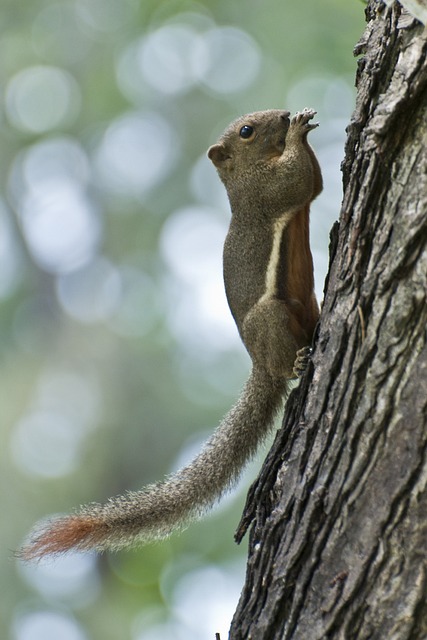 Variable Squirrel Penang Malaysia - Free photo on Pixabay