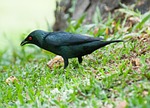 asian glossy starling, bird, penang