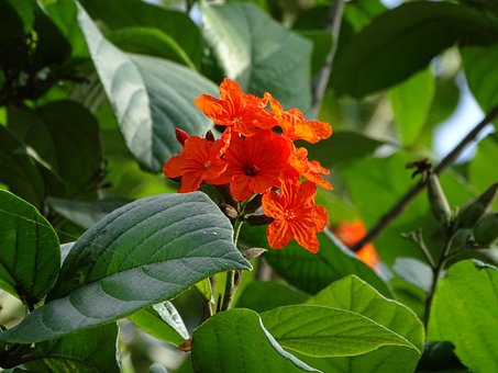 Blumen, Natur, Blumen Hintergrund