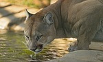 cougar, drink, water wild