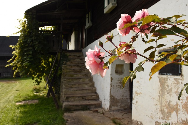 Free Roses Farm Yard photo and picture