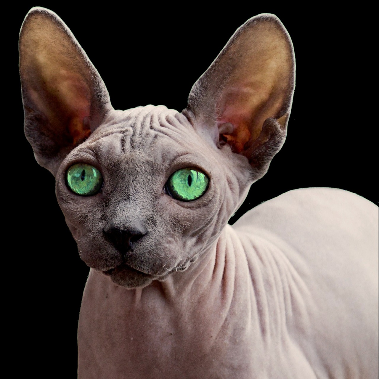50 000 Free Sphynx Cat Cat Images Pixabay