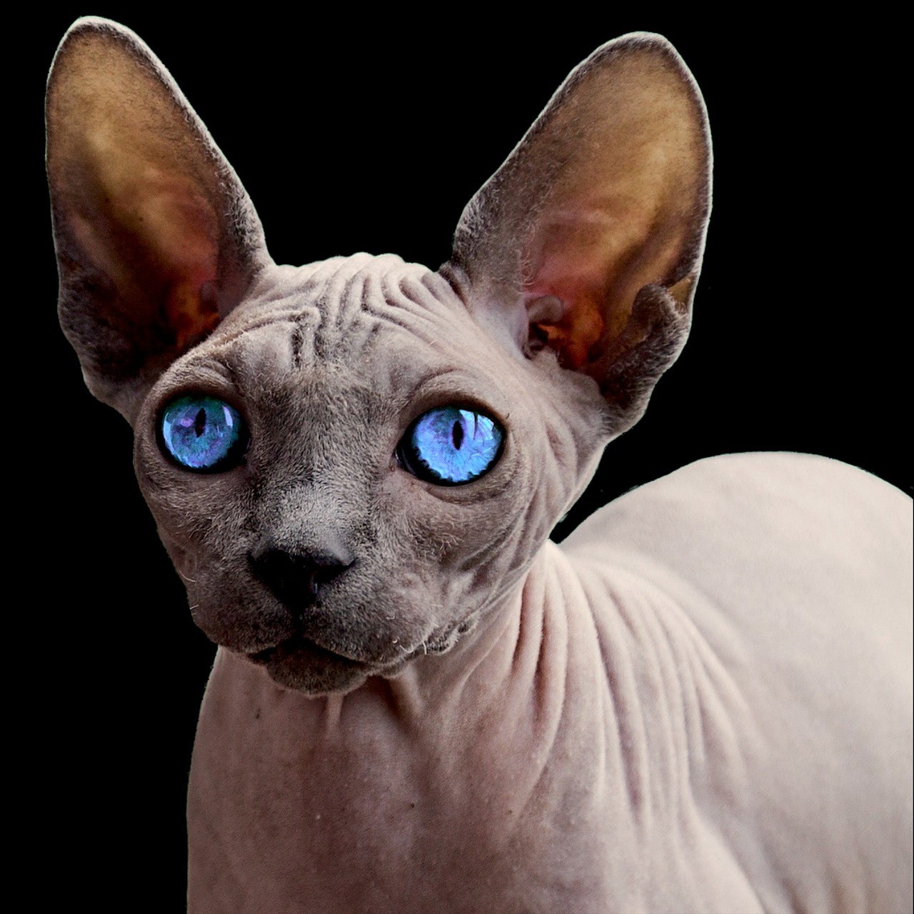 50 000 Free Sphynx Cat Cat Images Pixabay