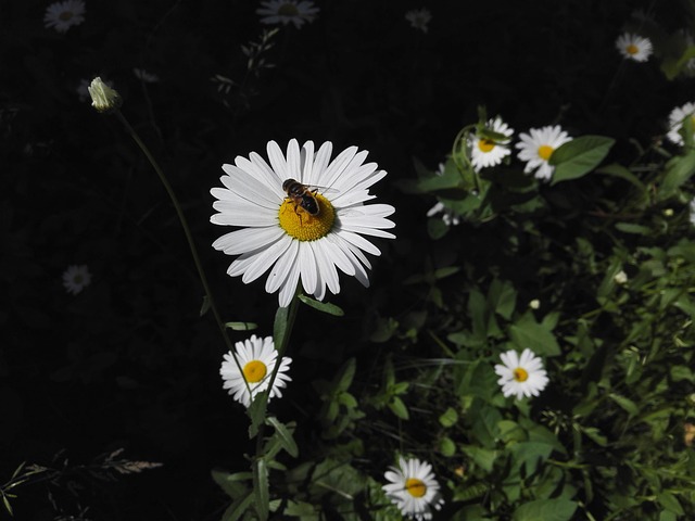 Daisy, Natur, Bi, Harmoni, Sommer