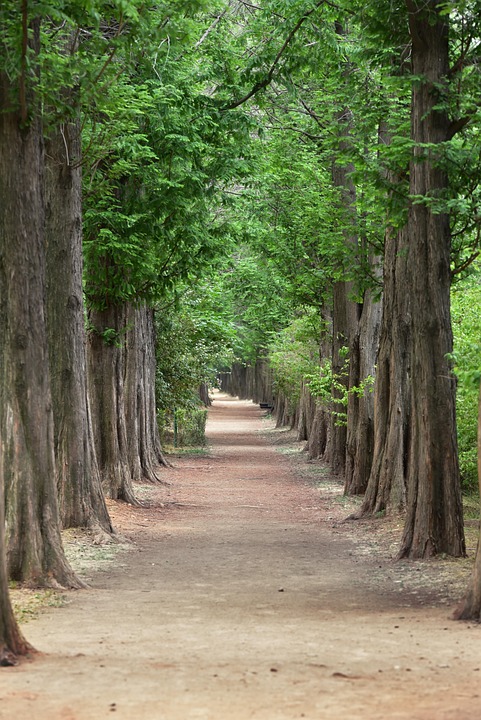 Metasequoia メタセクァ メタセコイアの木 Pixabayの無料写真