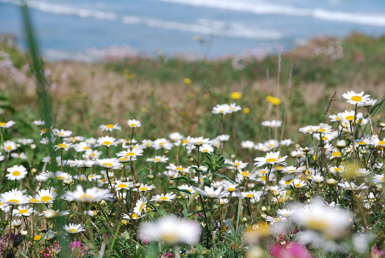 Margaritas Sea Flowers Free photo on Pixabay Pixabay