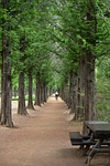 metasequoia, meta sequoia, meta sequoia trees