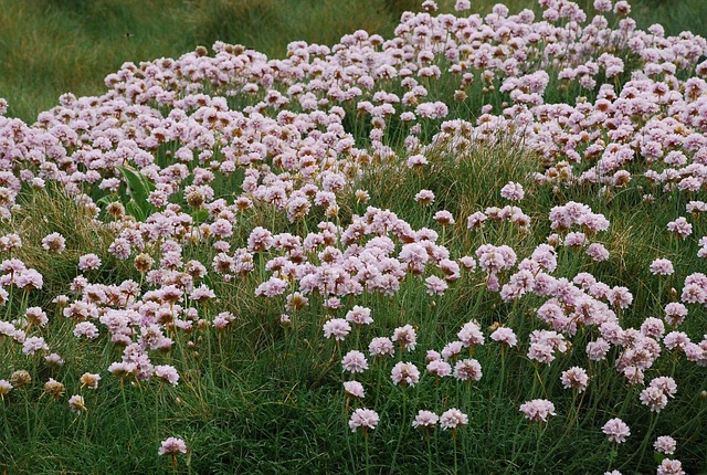 Free Pink Flowers Pink Flower photo and picture
