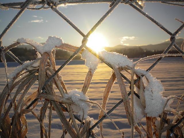 Sne, Solopgang, Hegn, I Morgen, Natur