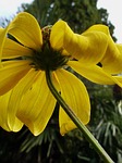 blossom, bloom, flower yellow