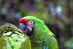 papagáj, arra, dodo bird