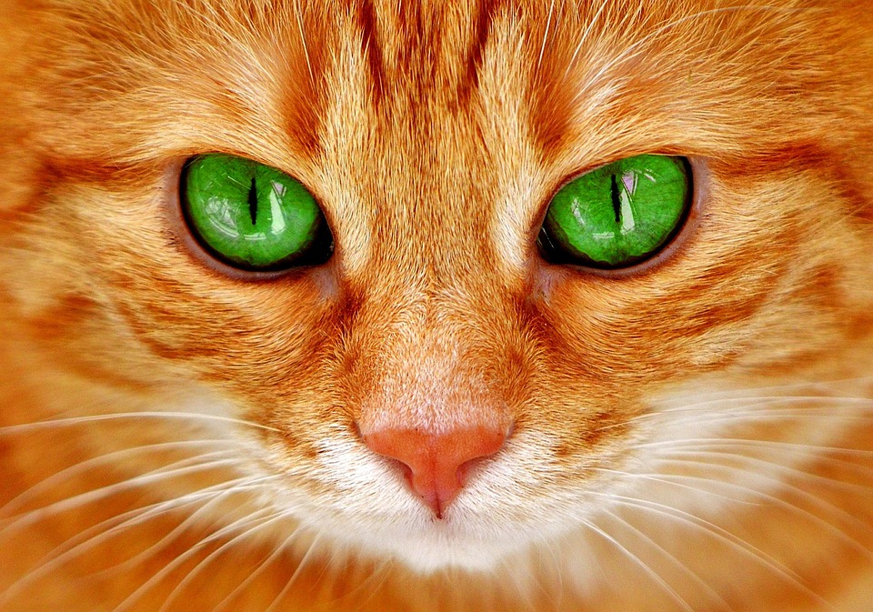 Cat Eyes Green Cat S Free Photo On Pixabay