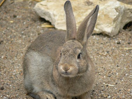 10+ Free Rabit & Baby Images - Pixabay