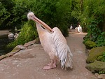 pelikan, white pelican, ruderfüßer dressing up