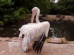 pelikan, white pelican, dressing up