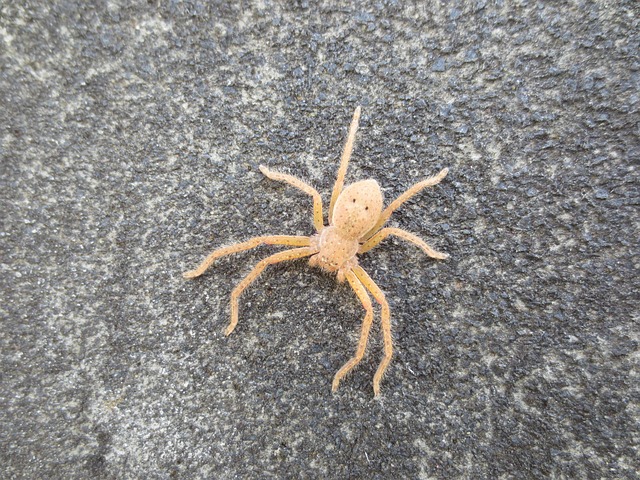 Free Spider Huntsman photo and picture