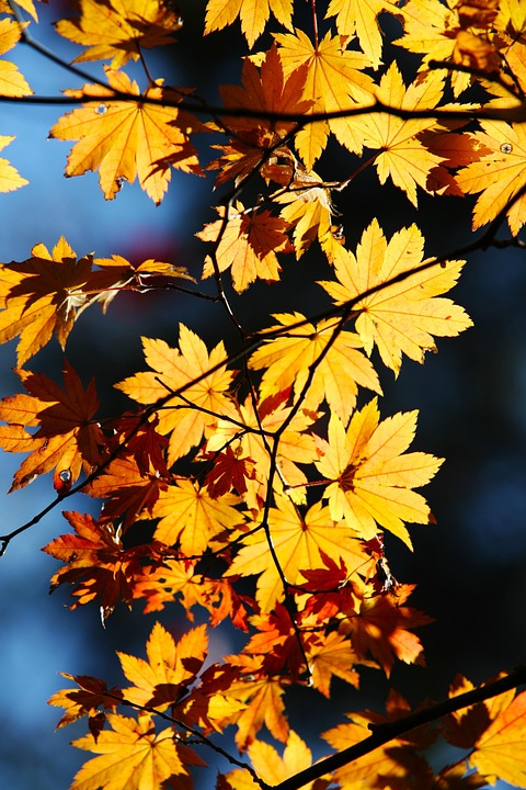 Autumn Leaves - Free photo on Pixabay