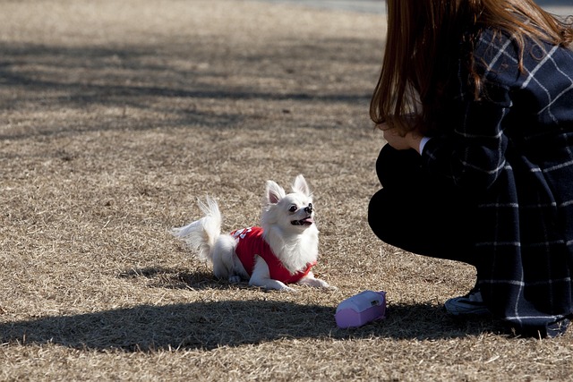Free Dog Pet Dog photo and picture
