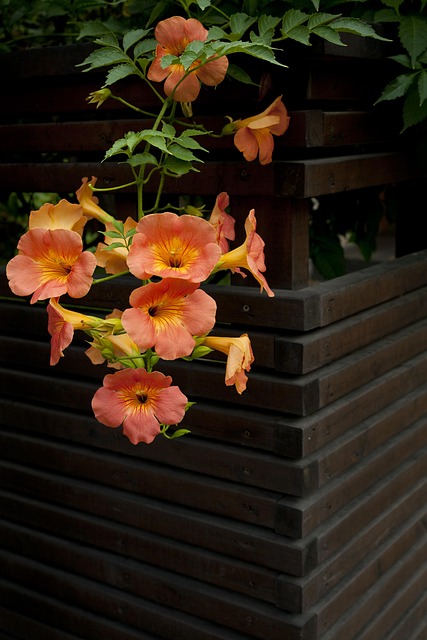 Free Flower Flower Wallpaper photo and picture