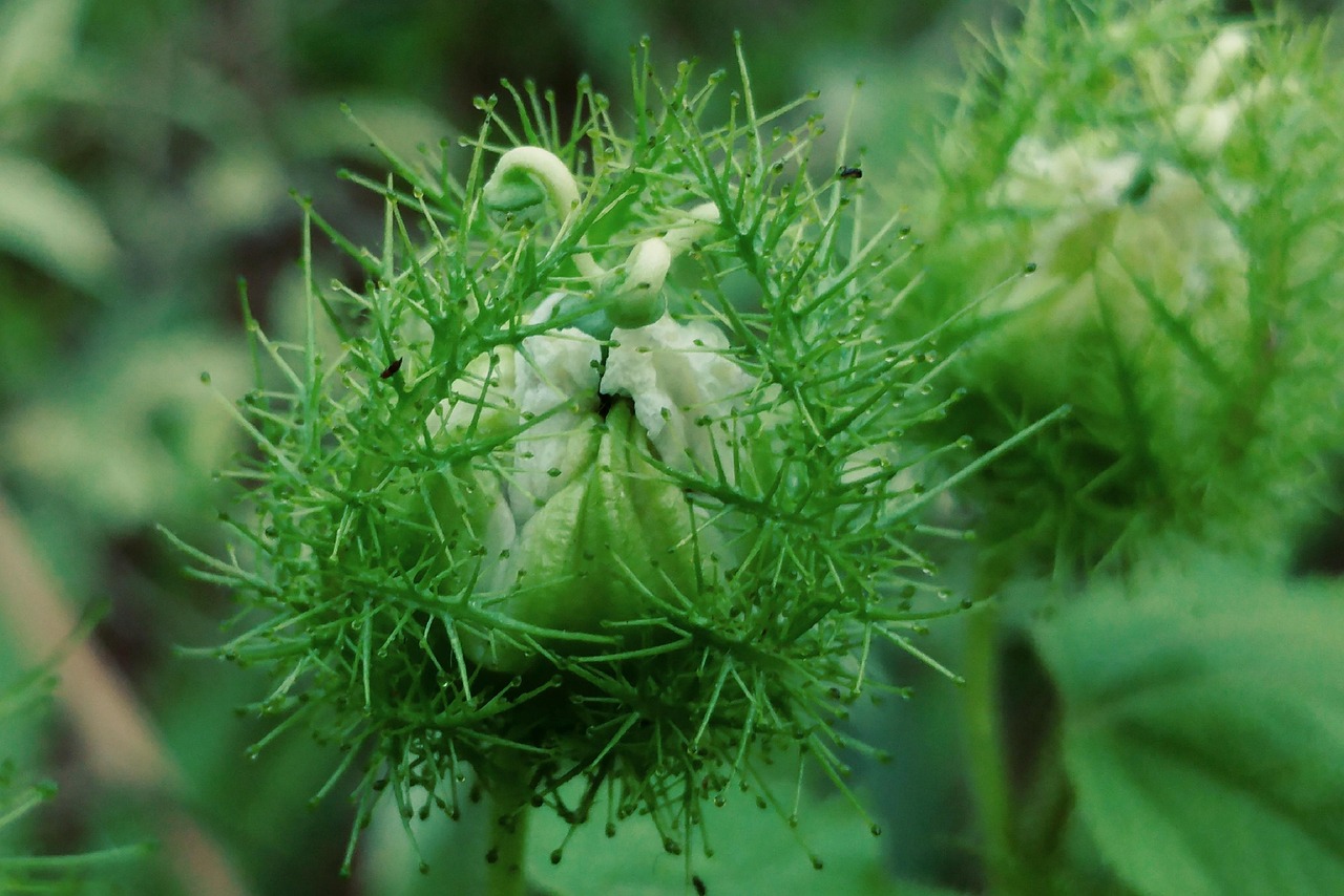 Hairy Flower Spiked Green - Free photo on Pixabay - Pixabay