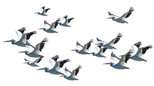 Free Nature Animal photo and picture
