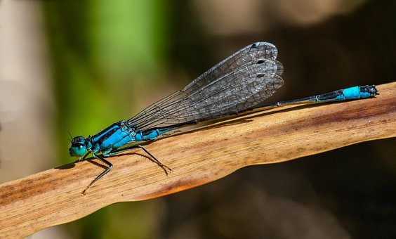 Free Macro Dragon-Fly photo and picture