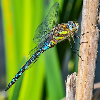 Free Macro Dragon-Fly photo and picture