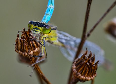 Free Nature Azurjungfer photo and picture
