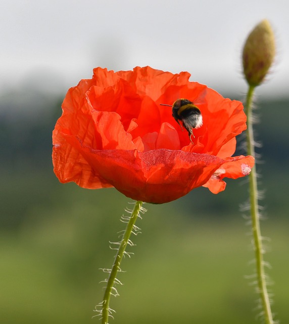 Free Poppy Bumblebee photo and picture