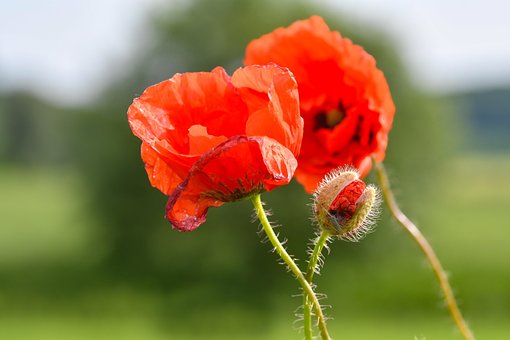 Free Poppy Meadow photo and picture