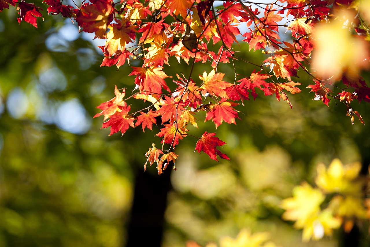 Autumn Leaves Red - Free photo on Pixabay