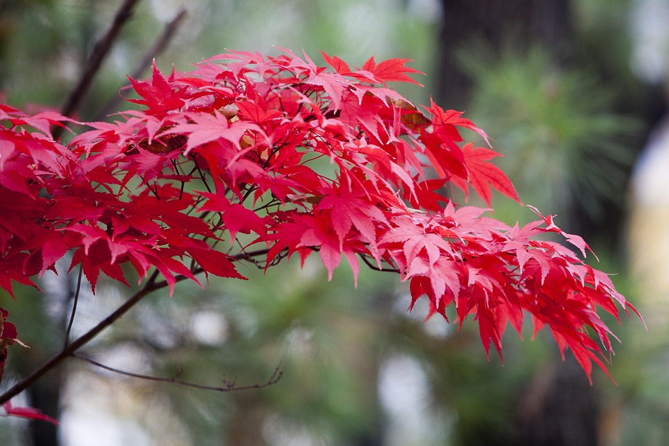 Autumn Leaves Red - Free photo on Pixabay