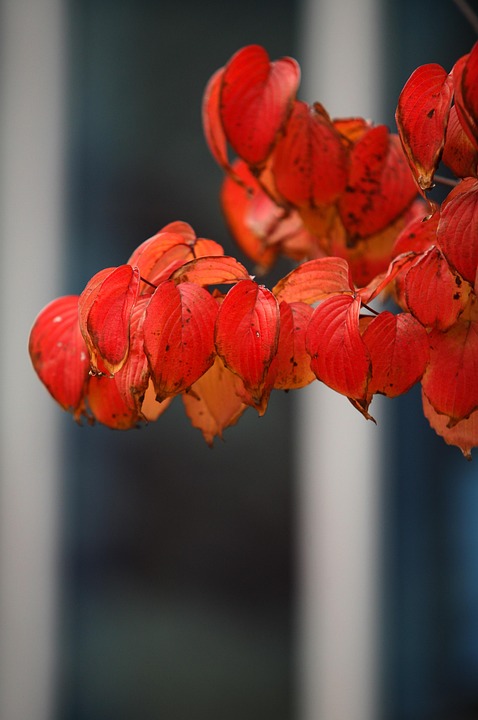 Autumn Leaves Red - Free photo on Pixabay - Pixabay
