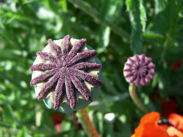 Free Flower Poppy photo and picture