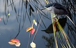 migratory birds, hunt, reed