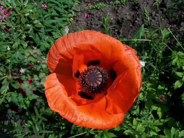 Free Poppy Blossom photo and picture