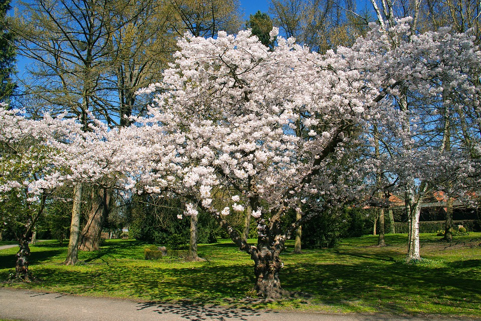 Hvit Blomster Blomstrende - Gratis foto på Pixabay