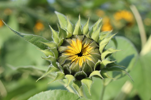 Free Switzerland Sunflower photo and picture