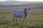 cow, white, nature