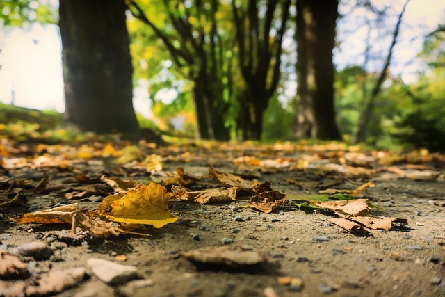 Free Fall Leaves photo and picture