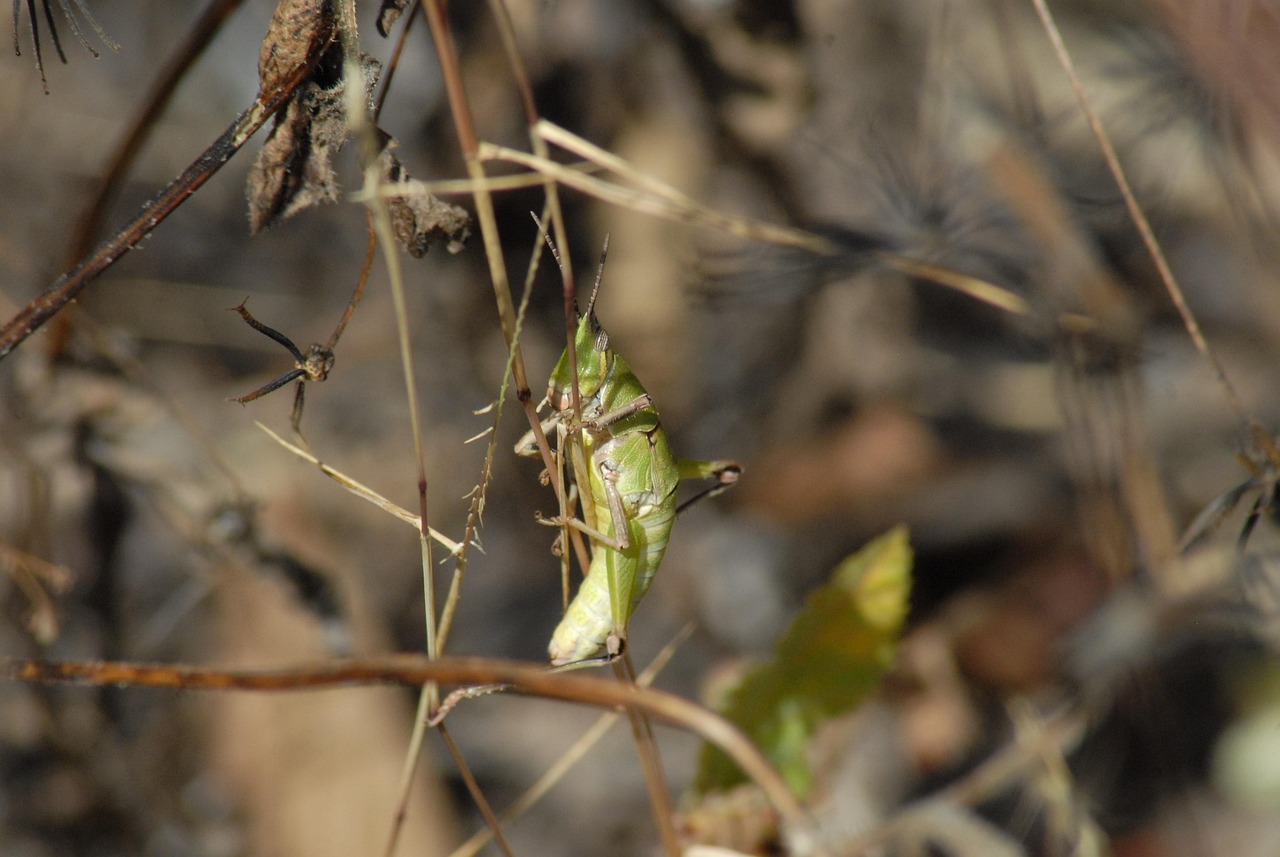 Insectos Chapulines - Foto gratis en Pixabay - Pixabay